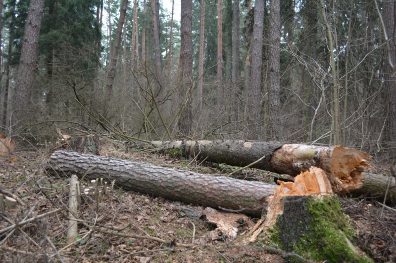 Melnezera apkārtnē plānots uzsākt vēja un sniega bojātu koku nozāģēšanu