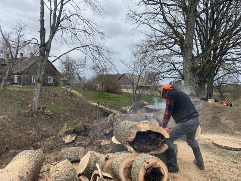 Zentenes pagasta "Pastariņa muzejā" nozāģēti slimie un bīstamie koki