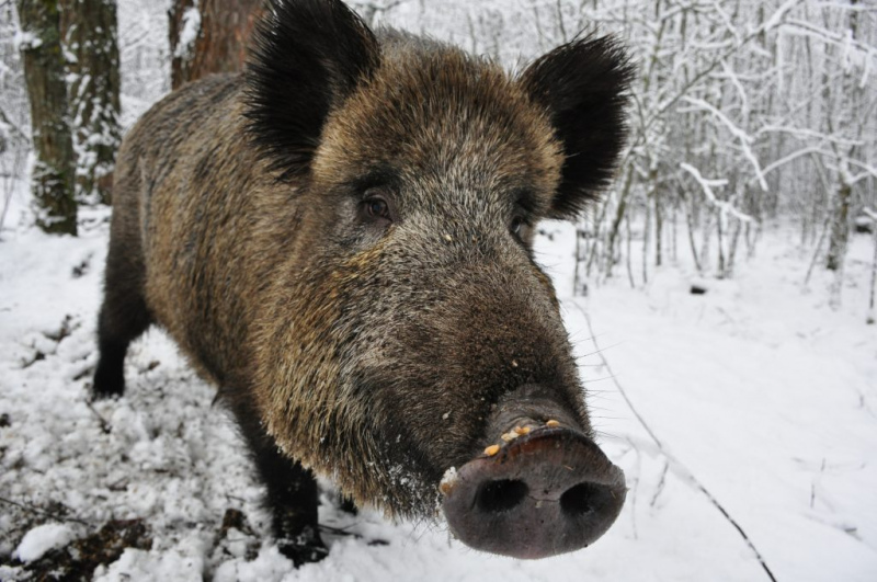 Tukuma novada Džūkstes pagastā šonedēļ konstatēta vēl viena ar Āfrikas mēri slimojoša meža cūka