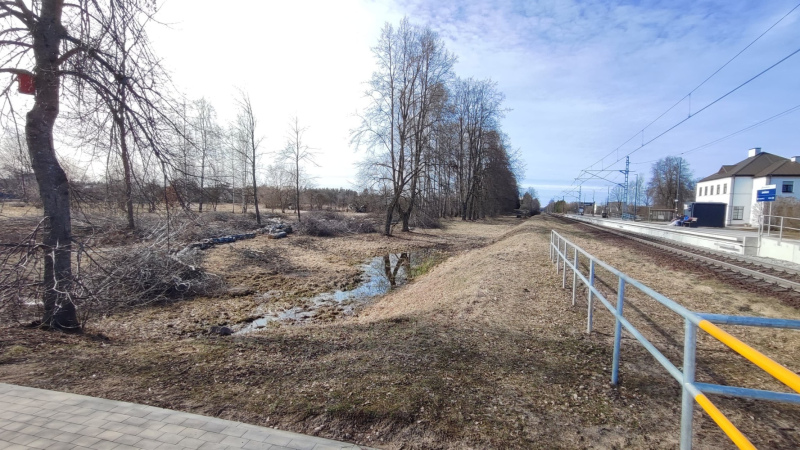 Koku ciršana Smārdes dzelzceļa stacijā ir apturēta