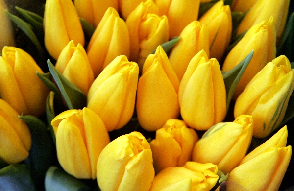 Sieviešu dienas un citi nedēļas nogales pasākumi Tukuma pusē Sieviešu dienas un citi nedēļas nogales pasākumi Tukuma pusē