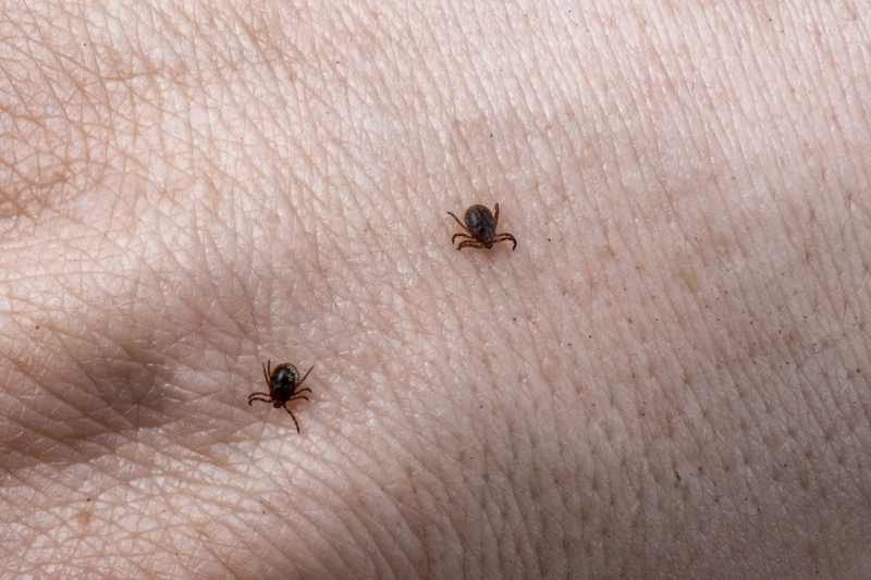 Šopavasar ērču aktivitāte varētu būt lielāka