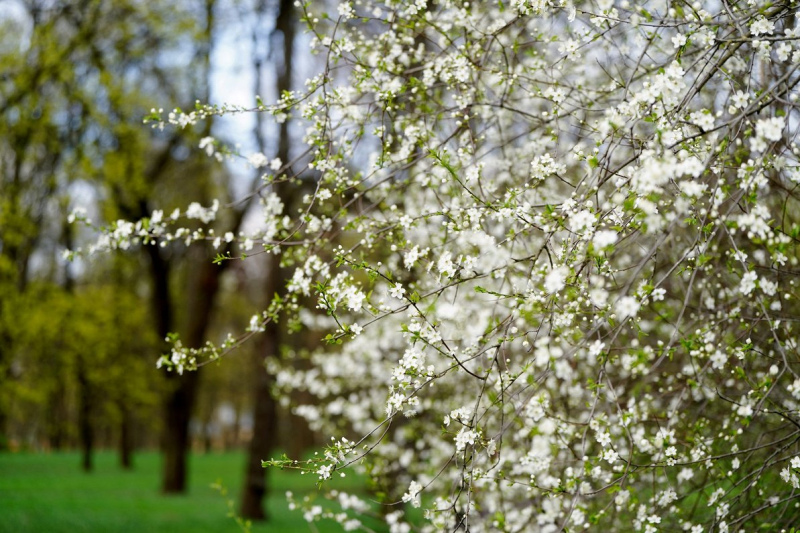 Lauksaimnieki gatavojas salnām – tās vairāk varētu ietekmēt augļu un ogu dārzus