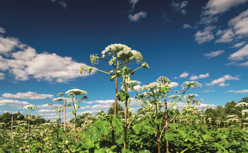 Par latvāņu ierobežošanu Tukuma novadā Par latvāņu ierobežošanu Tukuma novadā