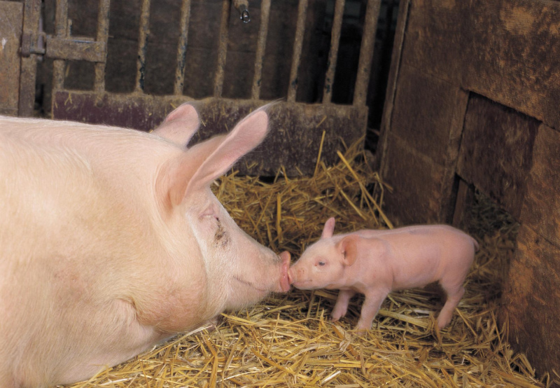 Džūkstes pagastā konstatēts šogad Latvijā pirmais ĀCM uzliesmojums mājas cūku novietnē