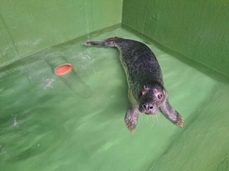 Šopavasar piekrastē konstatēts liels skaits savainoto roņu mazuļu