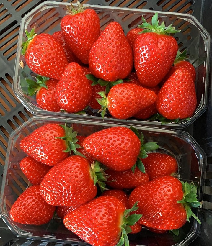 Sēmes pagastā gatavas pirmās Latvijā audzētās zemenes Sēmes pagastā gatavas pirmās Latvijā audzētās zemenes