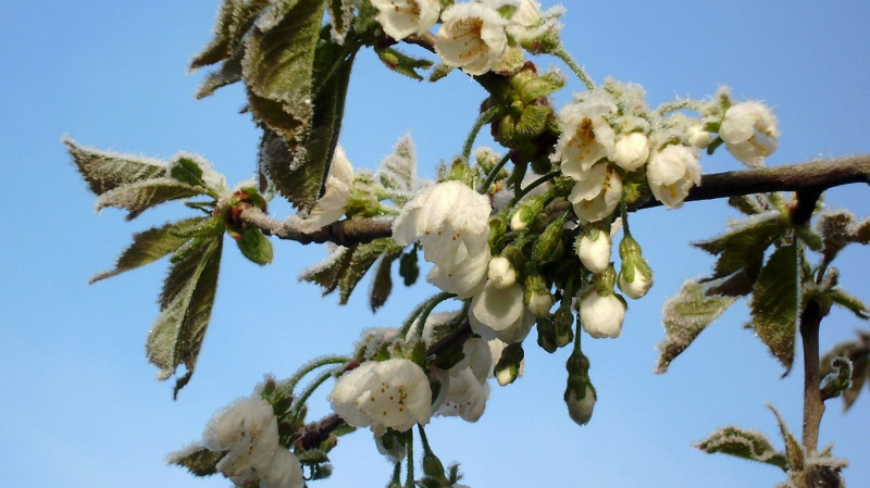 Naktī uz svētdienu Latvijā iespējamas salnas