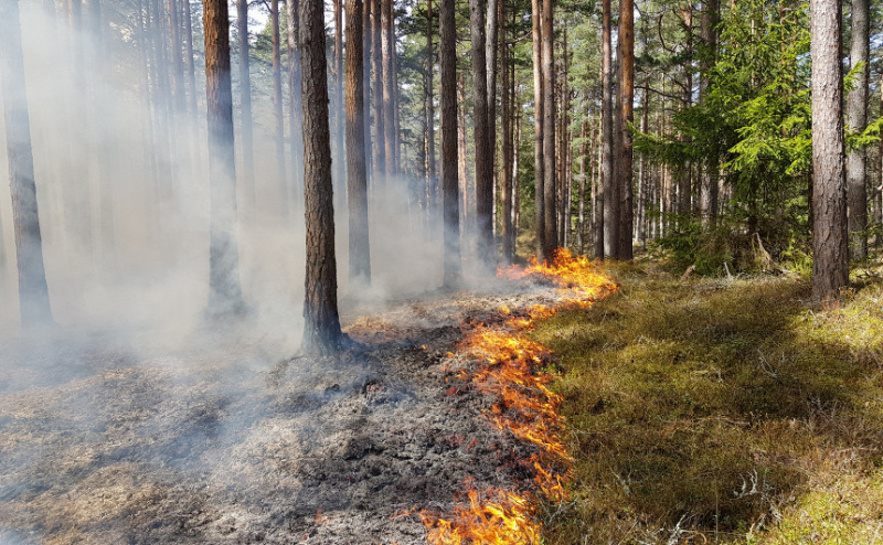 Tukuma Raudas mežā izcēlušais ugunsgrēks lokalizēts | PAPILDINĀTS | TUKUMABALSS.LV Tukuma Raudas mežā izcēlušais ugunsgrēks lokalizēts | PAPILDINĀTS | TUKUMABALSS.LV