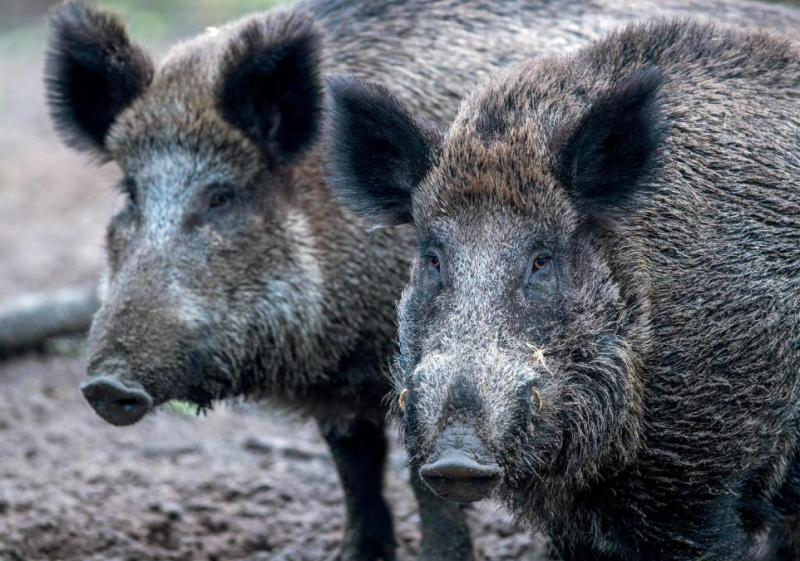 Āfrikas cūku mēris konstatēts divām meža cūkām Tukuma novadā