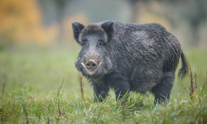 Āfrikas cūku mēris konstatēts divām mežacūkām Degoles pagastā