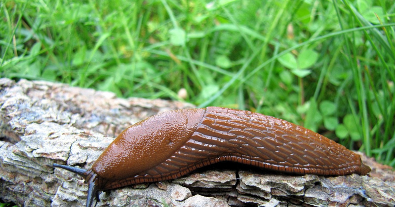Tukumā SAULES IELĀ invazējuši SPĀNIJAS kailgliemeži Tukumā SAULES IELĀ invazējuši SPĀNIJAS kailgliemeži
