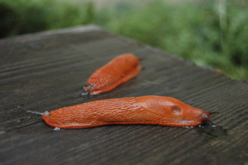 Gada laikā Spānijas kailgliemeži Latvijā atrasti vēl 21 vietā Gada laikā Spānijas kailgliemeži Latvijā atrasti vēl 21 vietā