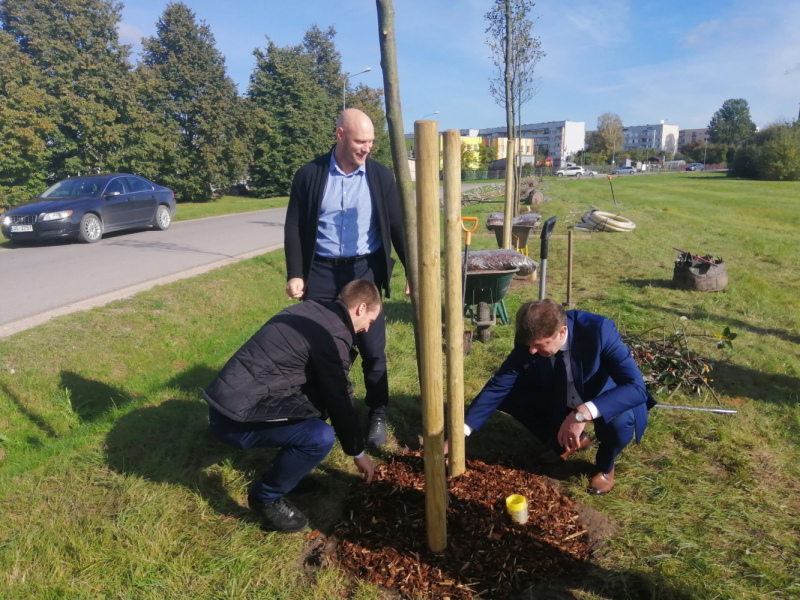 Mazajā Smilšu ielā, Tukumā, iestādīti Zviedrijas pīlādži Mazajā Smilšu ielā, Tukumā, iestādīti Zviedrijas pīlādži
