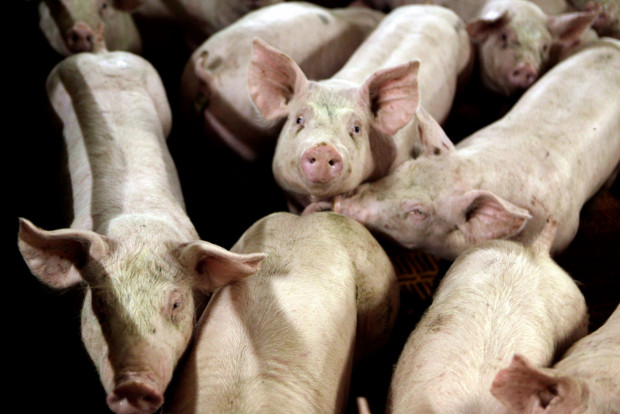 Tukuma novadā atkal konstatēts Āfrikas cūku mēra gadījums