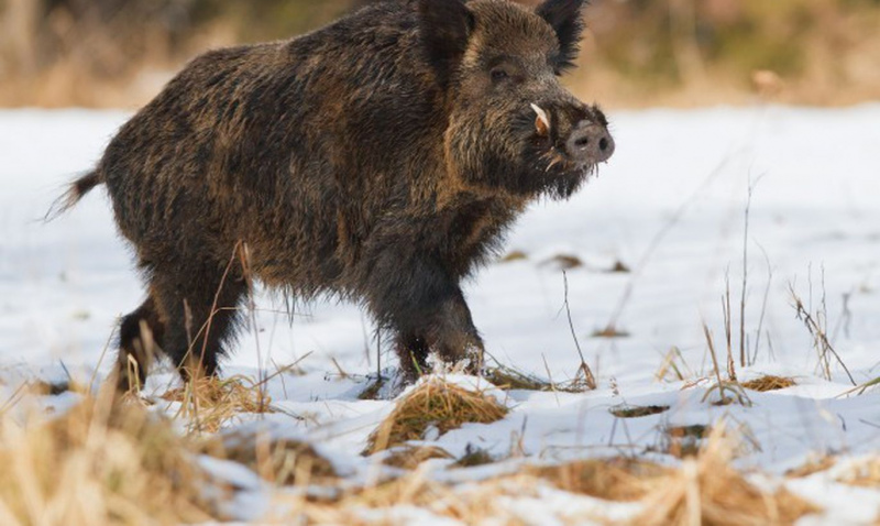 Tukuma novadā vienai mežacūkai konstatēts Āfrikas cūku mēris