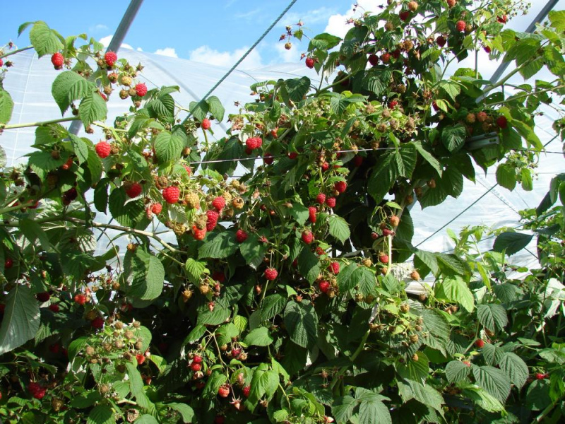 Influenceri izzina vietējās rudens ražas ceļu līdz "Maxima" veikaliem