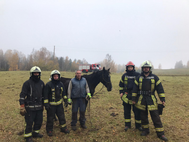 Tukuma novada Sēmes pagastā izglābts līdz kaklam purvā iestidzis zirgs Tukuma novada Sēmes pagastā izglābts līdz kaklam purvā iestidzis zirgs